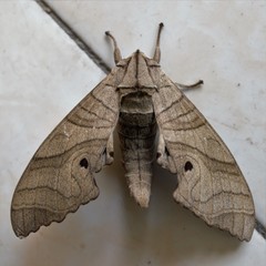 Marumba dyras
