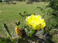 Opuntia arechavaletae
