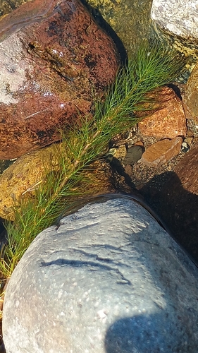 Myriophyllum quitense, 2026-03-12