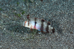 Iniistius aneitensis