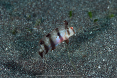 Iniistius aneitensis