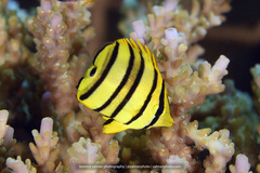 Chaetodon octofasciatus