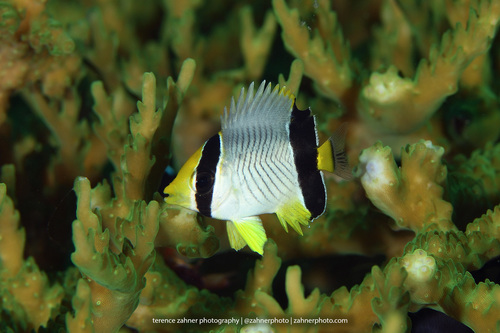 Chevron Butterflyfish