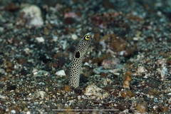 Heteroconger hassi