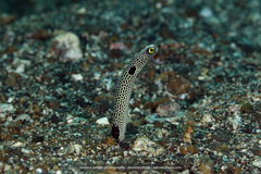 Heteroconger hassi