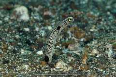 Heteroconger hassi