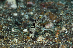 Heteroconger hassi
