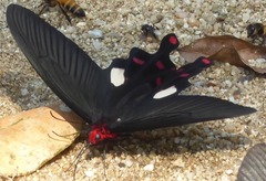 Byasa polyeuctes