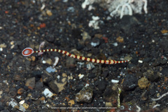 Dunckerocampus dactyliophorus