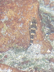 Gobiesocidae