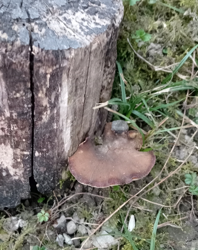 Lentinus brumalis · March 2026 · photo: © skeenix (iNaturalist, cc-by)
