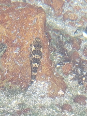 Gobiesocidae