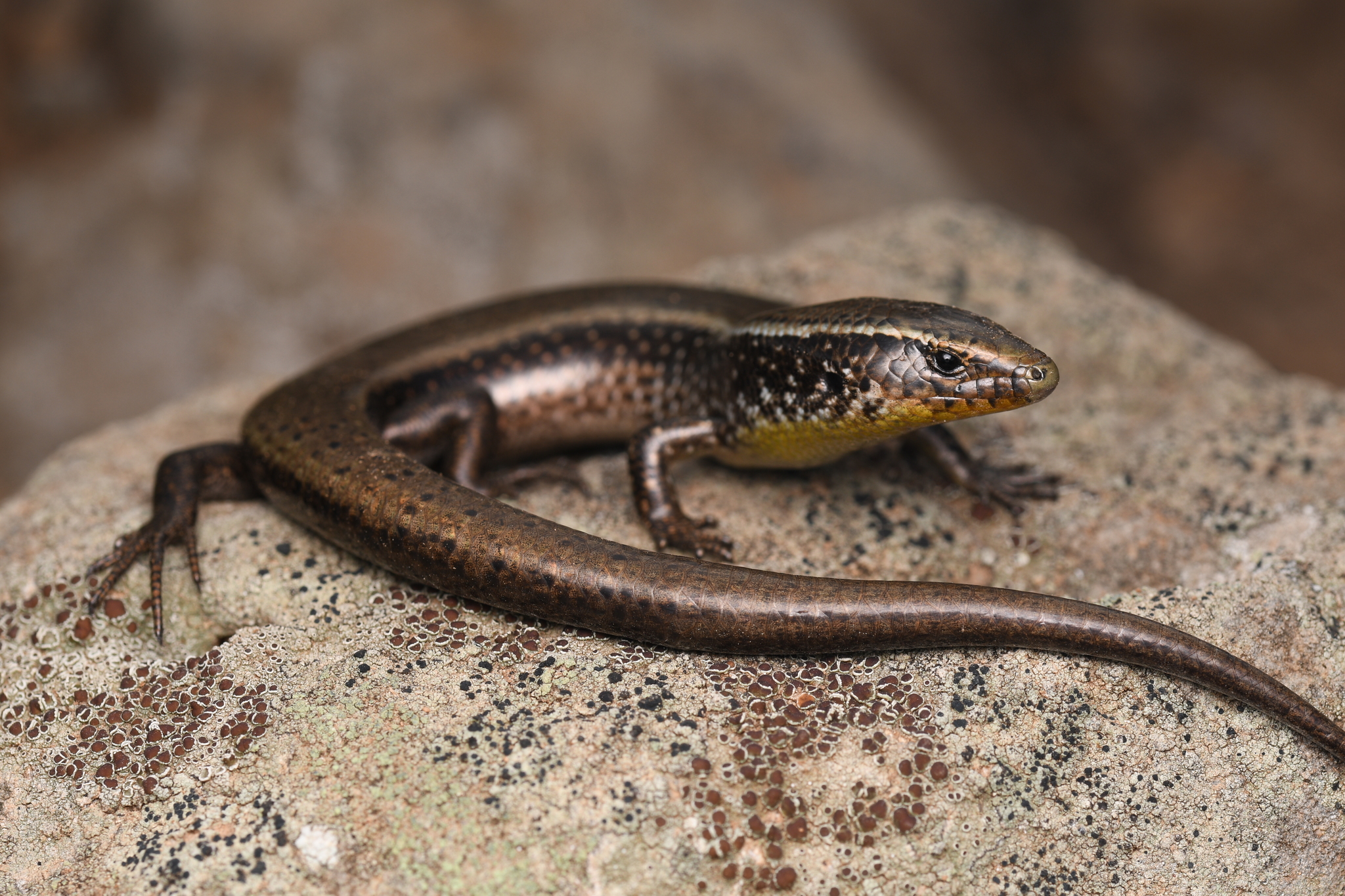 ムスジカラカネトカゲ (Chalcides sexlineatus) · iNaturalist