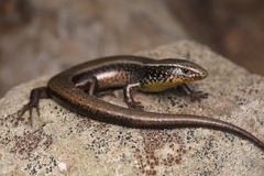 Gran Canaria Skink photo 1