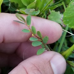 Phyllanthus caroliniensis