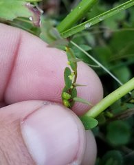 Phyllanthus caroliniensis
