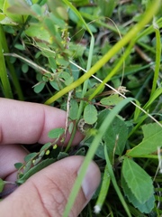 Phyllanthus caroliniensis