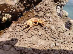 Grapsus grapsus