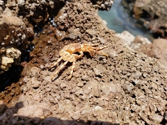 Grapsus grapsus