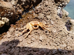 Grapsus grapsus