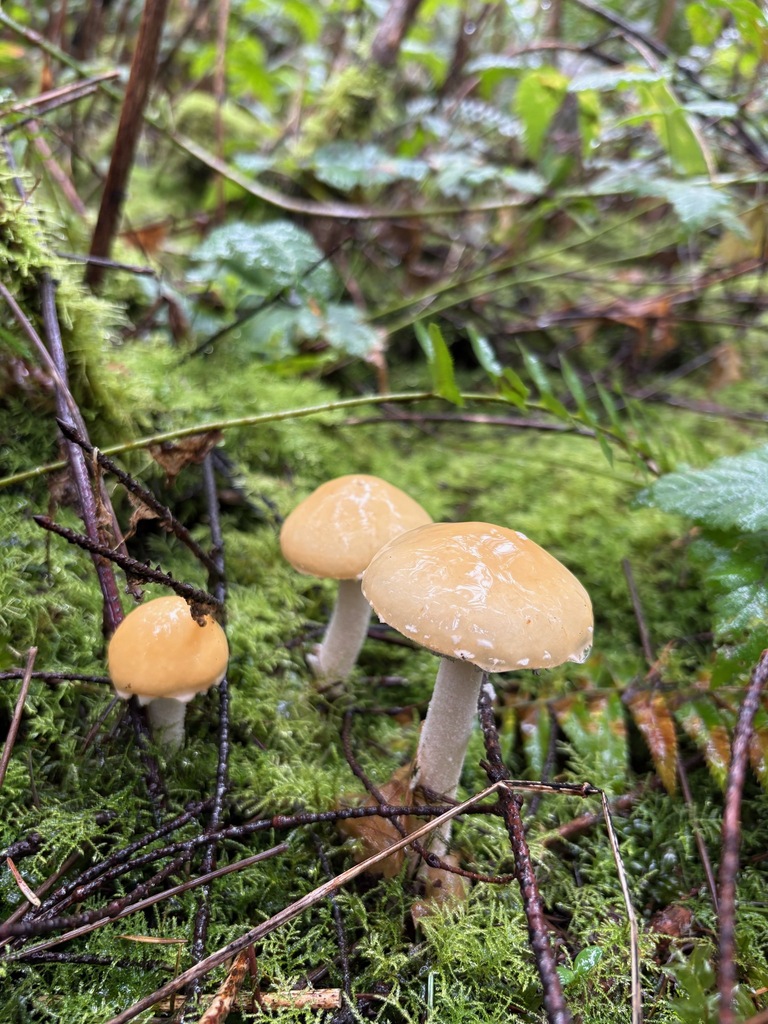 Stropharia ambigua · March 2026 · photo: © jerryn (iNaturalist, cc-by)