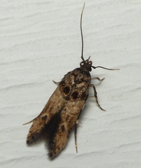 Walshia miscecolorella