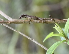 Anolis alutaceus