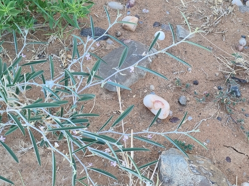 Ptycholobium biflorum biflorum