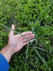 Cyperus ligularis