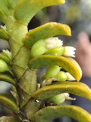 Fernandezia crystallina, photograph author not stated, no rights reserved