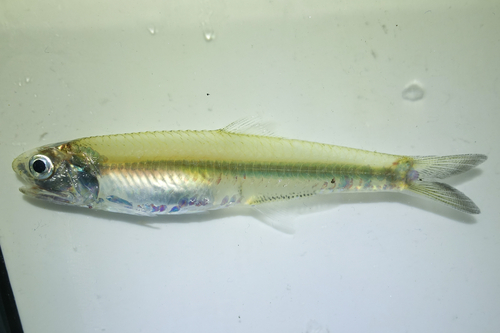 Hardenberg anchovy (Stolephorus insularis) — Engraulidae
