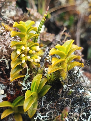 Fernandezia crystallina, photograph 5