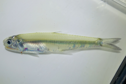 Hardenberg anchovy (Stolephorus insularis) — Engraulidae — 2