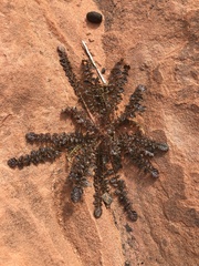 Chylismia walkeri