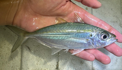 Oxeye Scad photo 2