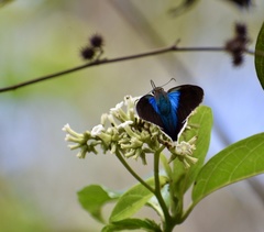 Astraptes habana