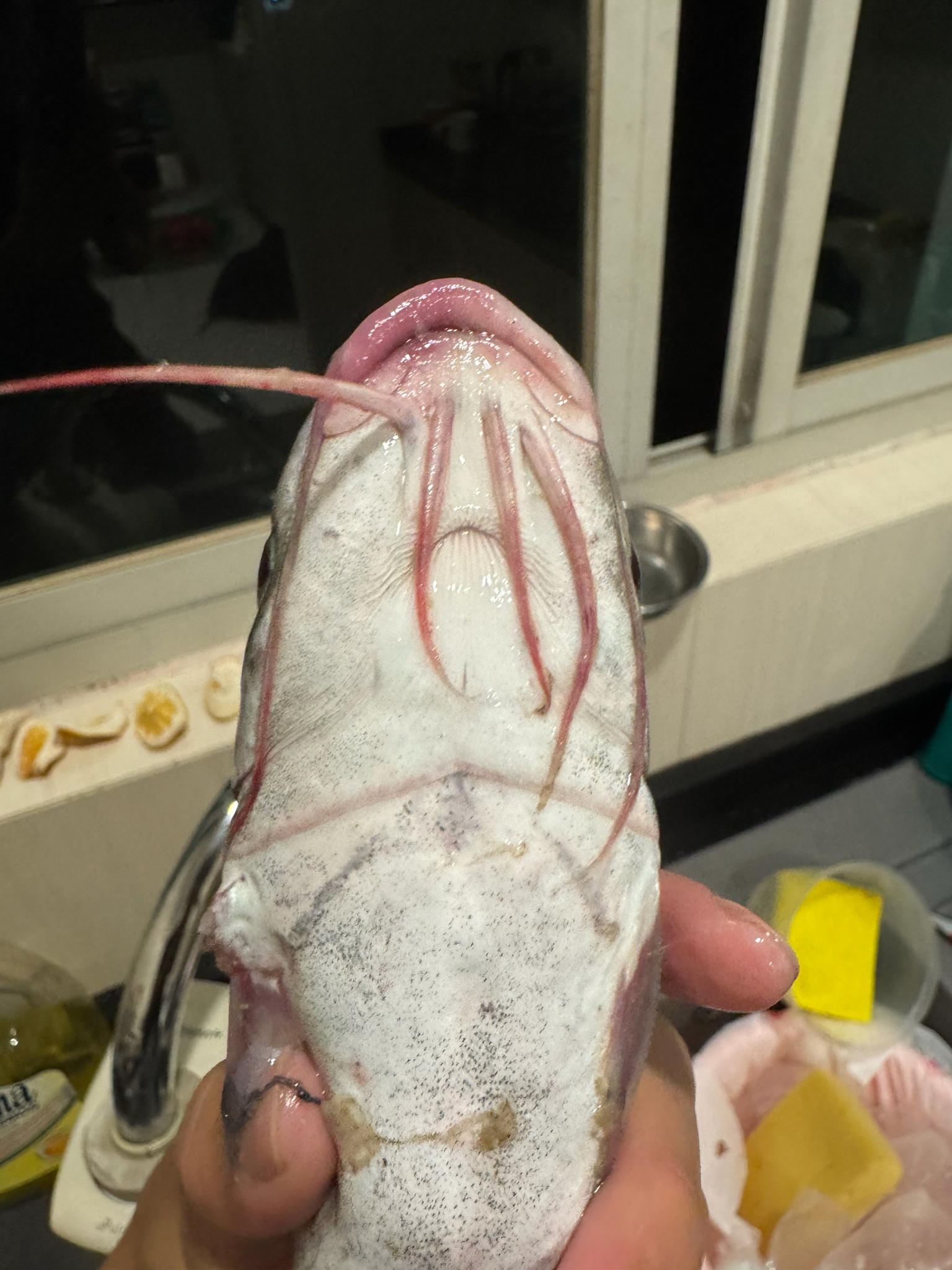 Shieldheaded Catfish photo 8