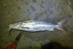 Shieldheaded Catfish photo 3