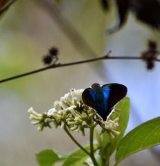 Astraptes habana