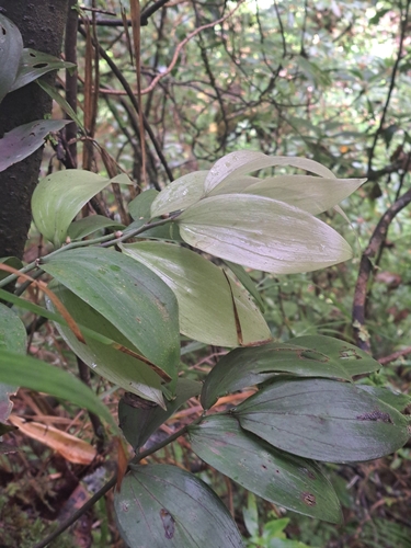 Madeira butcher's broom (Ruscus streptophyllus)