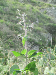 Scrophularia villosa