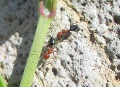 Camponotus bakeri
