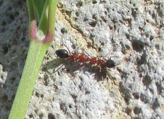 Camponotus bakeri