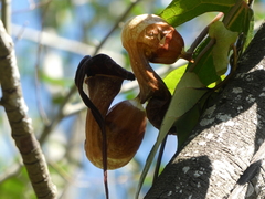 Aristolochia trilobata