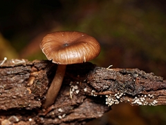 Trogia straminea