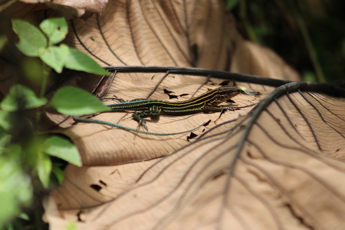 Echternacht's Ameiva, Holcosus anomalus