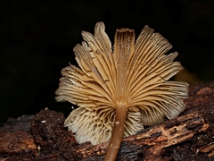 Trogia straminea
