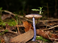 Entoloma panniculus