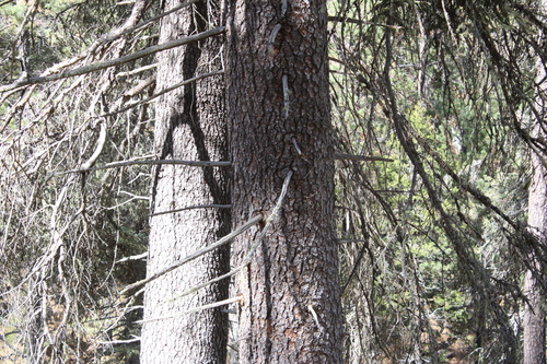 Picea chihuahuana, photograph 6