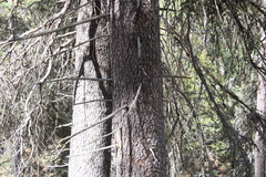 Picea chihuahuana, photograph (c) Rodolfo Maximiliano Gutiérrez-Sánchez, some rights reserved (CC BY)